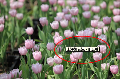 上海鮮花港 - 郁金香